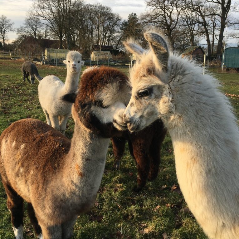 Schmusende Alpakas