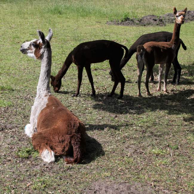 Alpakas stehen und sitzen