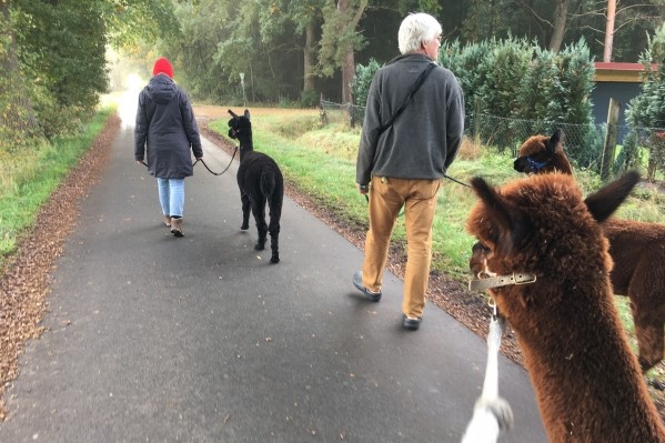 Alpakawanderung im Herbst