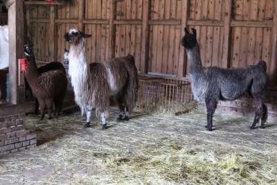 Lamas vor der Schur