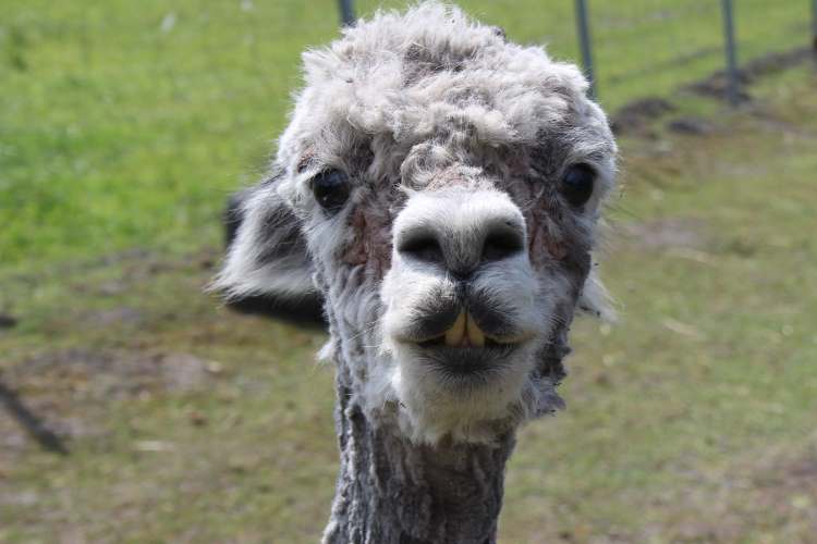 Alpaka lächelt