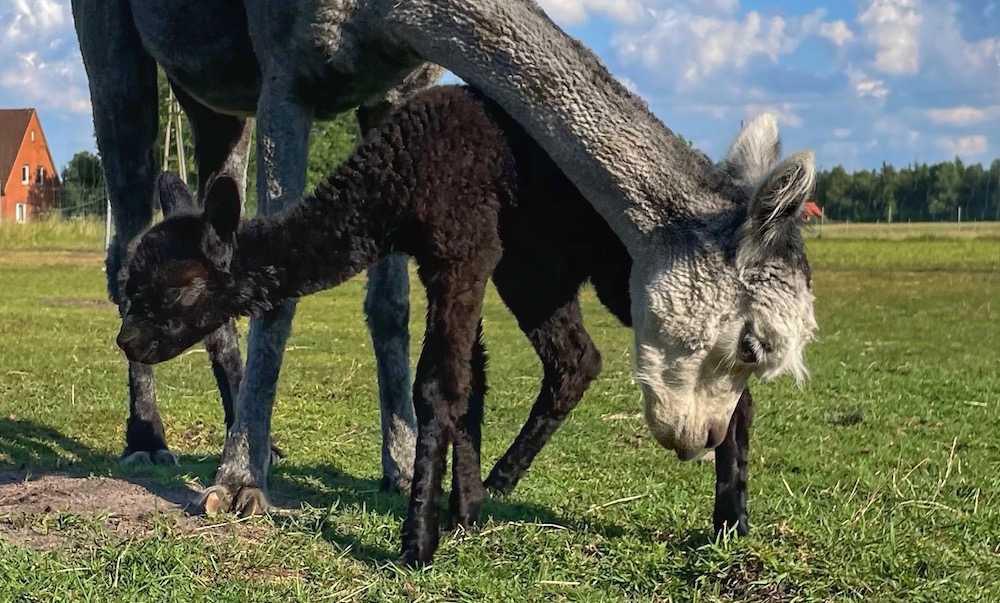 Alpaka mit Cria