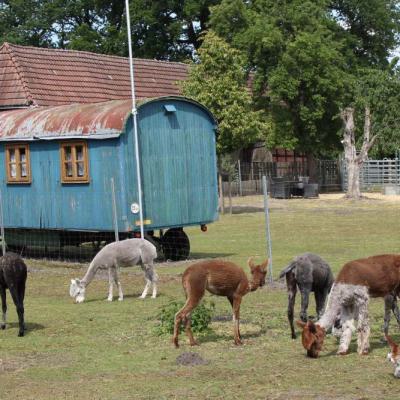Gruppe hinter dem Wagen