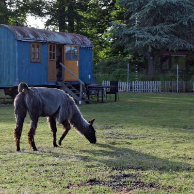 Zirkuswagen Abendsonne