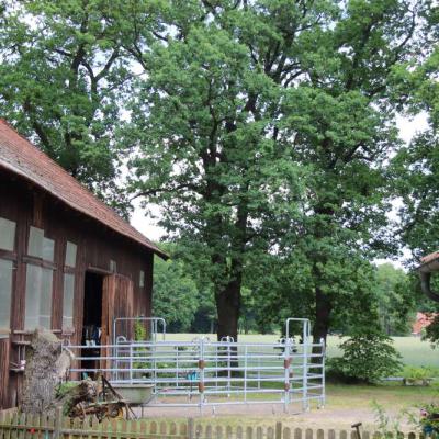 Eichen vor dem Hof
