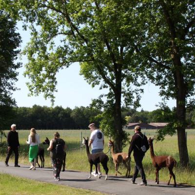 Wanderung Baum und Feld